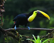 Toucan in a tree