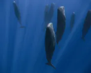 Sleeping Sperm Whales Sleeping Sperm Whales
