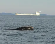 curator-conversations-atlantic-whales-ship-strikes