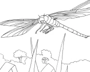 Illustration of a dragon fly
