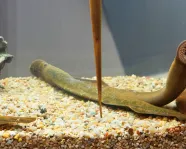Lamprey Lamprey in tank.