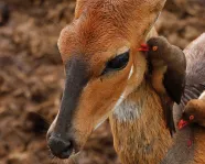 Oxpeckers removing ticks from a bushbuck.