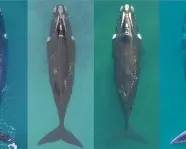 Three healthy southern right whales next to a North Atlantic right whale in visibly poorer body condition.
