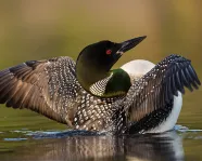 Loon about to take flight.