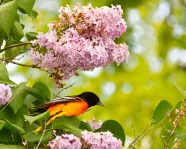 Bird perched in tree
