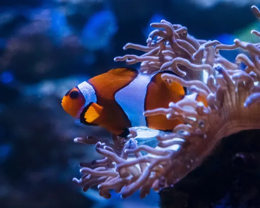 Clownfish on a coral.