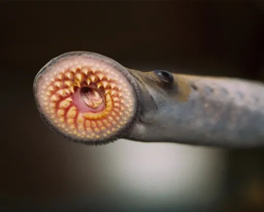 Sea lamprey