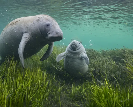 A manatee and a calf adrift underwater among eelgrass. 