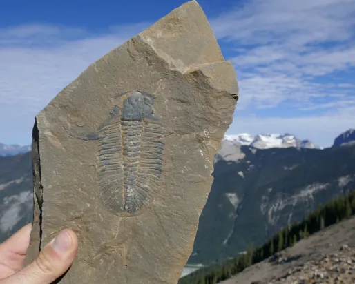 A person holding a fossil to the sky