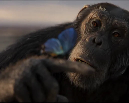 Chimp holding and looking at blue butterfly on finger