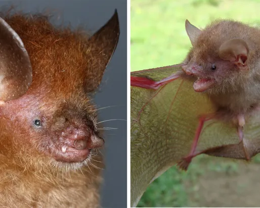 Two bat species: Murina alvarezi, Murina baletei Two bat species: Murina alvarezi, Murina baletei