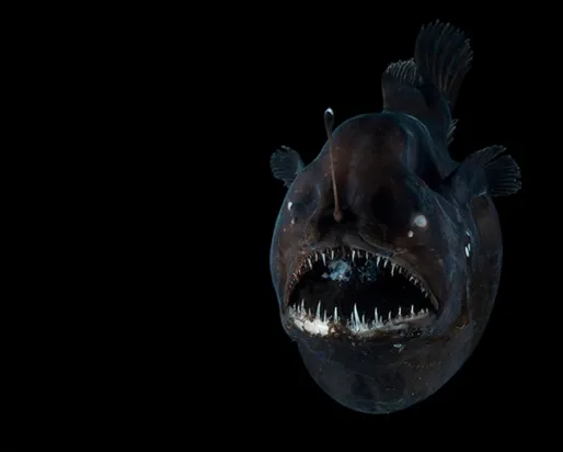 Angler fish.