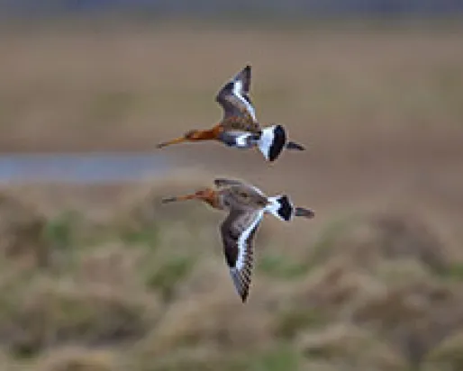 2 Black tailed godwits in flight
