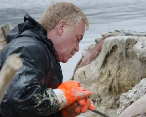 Mark Engstrom aide à préparer la baleine pour son retour au Musée royal de l'Ontario.
