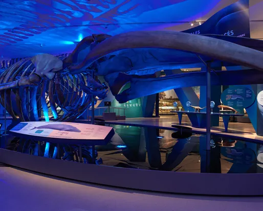 Blue Whale exhibition space at the Royal Ontario Museum.
