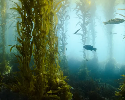 Poissons dans l'océan
