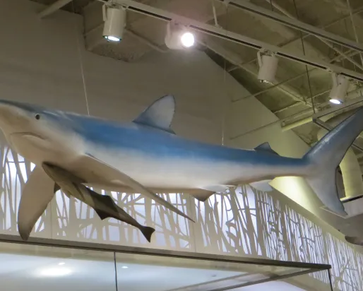 un requin au-dessus de la tête dans la galerie Schad