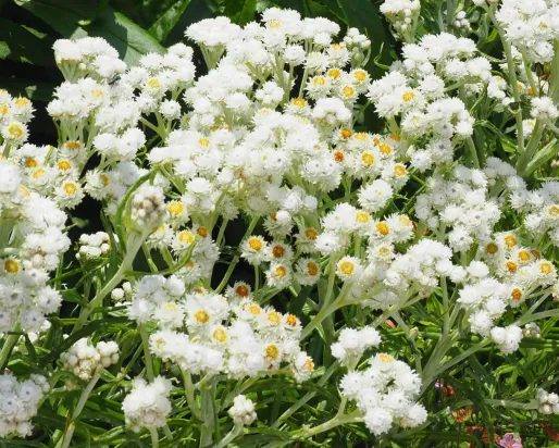 Pearly everlasting.