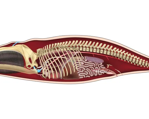 North Atlantic right whale anatomy illustration.