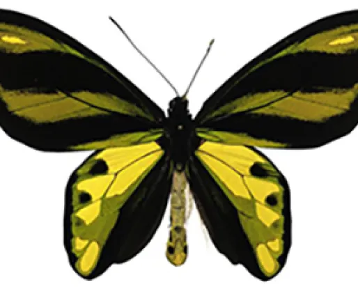 A butterfly with black and yellow wings.
