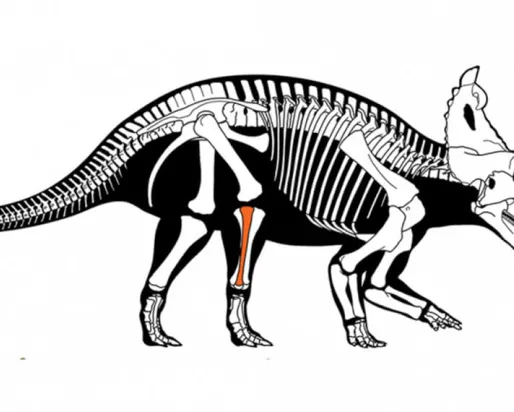 Dinosaure à cornes Centrosaurus apertus atteint d'un cancer malin des os. Illustration de Danielle Dufault, Musée royal de l'Ontario.
