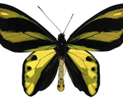 A butterfly with black and yellow wings