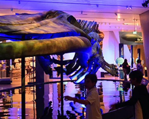 Students look at the skeleton of a blue whale.
