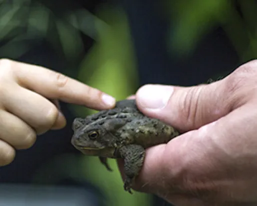 An adult’s hand is holds a frog, and a child’s hand is stroking its back with one finger.
