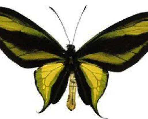 A large butterfly with green and black wings.
