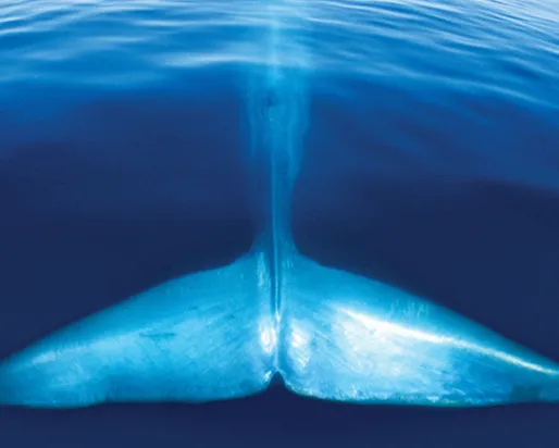 Blue Whale Blue Whale Discovered