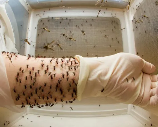 Mosquitos feeding on a human arm held inside a clear box.
