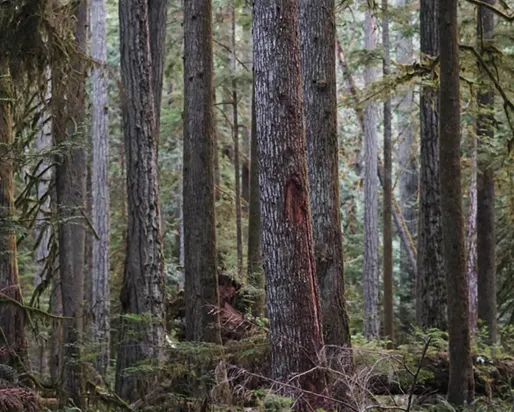 Arbres denses dans la forêt.