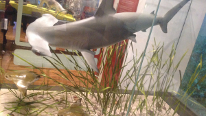 A hammerhead shark preys on rays
