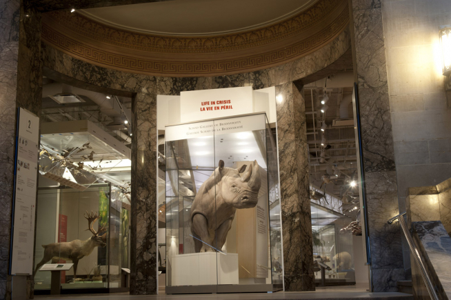 A large make Southern white rhino dominates the entrance to the ROM's biodiversity gallery