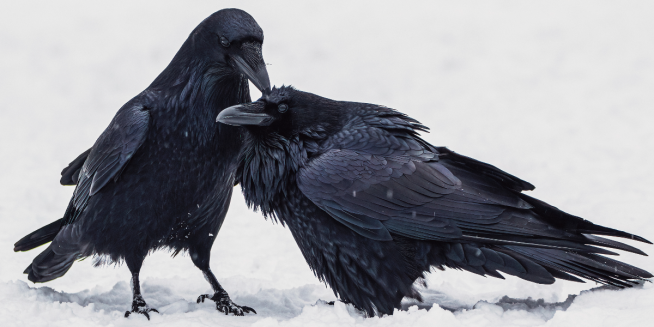 Common Ravens. Photo courtesy Ankur Khurana. 