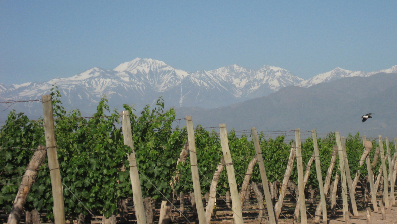 Argentina Mendoza Vineyards