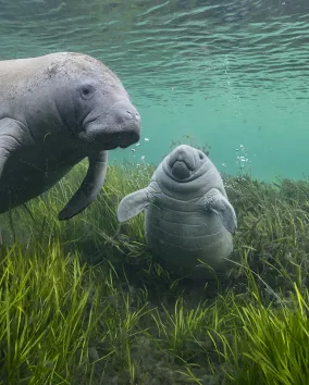 A manatee and a calf adrift underwater among eelgrass. 