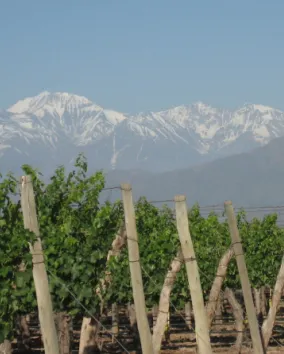 Argentina Mendoza Vineyards