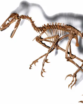 Dromaeosaurid skeleton