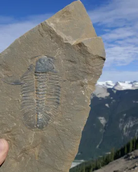 A person holding a fossil to the sky