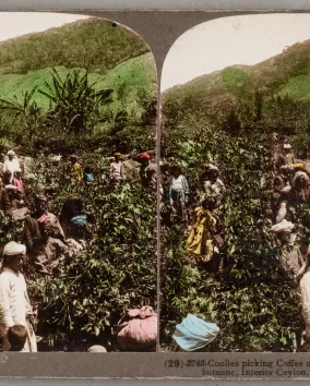 Coolies picking coffee on Sir Thomas Lipton's estate at Dambutenne, Interior Ceylon Coolies picking coffee on Sir Thomas Lipton's estate at Dambutenne, Interior Ceylon