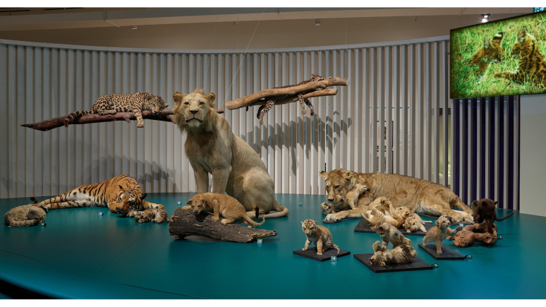 in-exhibition display of multiple cat specimens