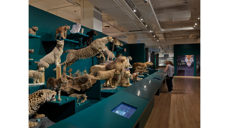 in-gallery image of many cat specimens