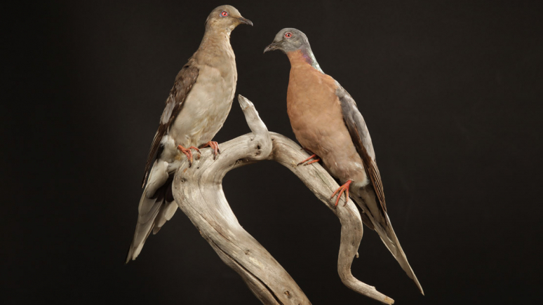 Mount of passenger pigeons