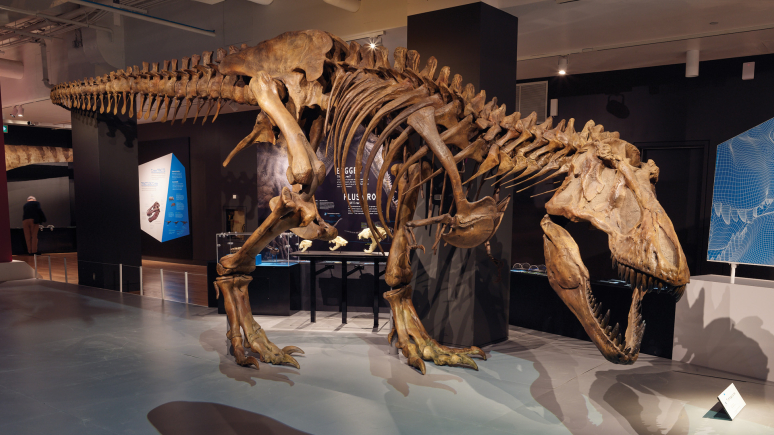 Multicolor T. rex Leggings – Fossil Crates