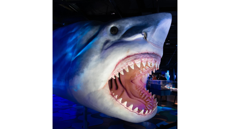 Closeup of Megalodon shark with exposed