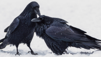 Common Ravens. Photo courtesy Ankur Khurana. 