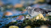 Purple Sandpiper. Photo courtesy Ankur Khurana. 