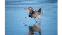 Duck running across water holding worm in its mouth.