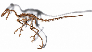 Dromaeosaurid skeleton